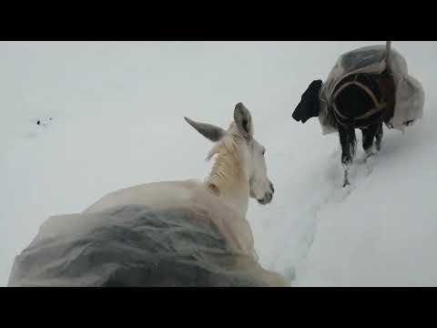 Видео: барф дар ягноб 22май 2022