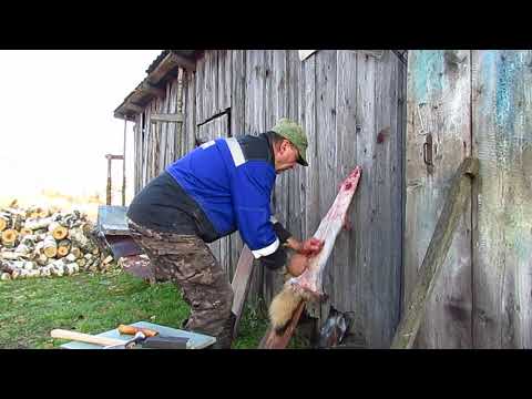 Видео: Мездрение шкуры енота ! 2021 г.