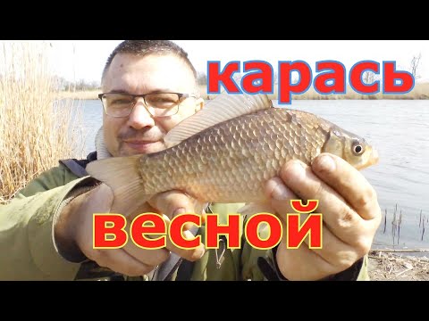 Видео: Подобрал ключик к весеннему карасю. Ловля карася по холодной воде весной. Карась на фидер в апреле