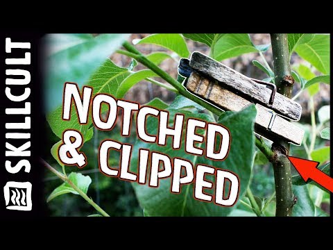 Видео: Формирование плодовых деревьев: поздняя весна, определение углов наклона ветвей и проверка роста