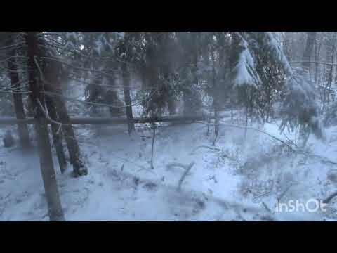 Видео: Охота на зайца с гончей  28 октября 2023 г.