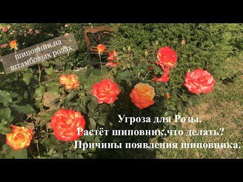 Видео: Угроза для Роз. Растёт шиповник на обычных и штамбовых розах, что делать Причины появления шиповника