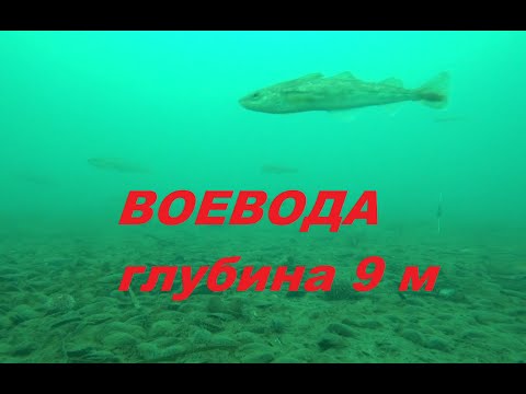 Видео: Остров Русский Воевода подводные съемки 2 января 2022 г