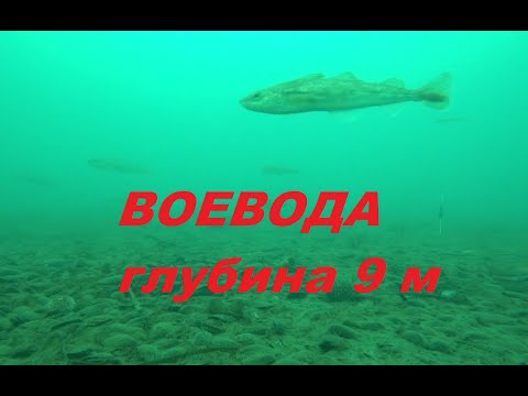 Видео: Остров Русский Воевода подводные съемки 2 января 2022 г