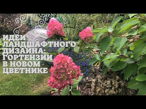 Видео: Идеи ландшафтного дизайна: гортензии в новом цветнике