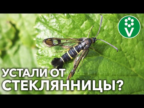 Видео: ВЫ ПРОСИЛИ РАССКАЗАТЬ – Как защитить сад от СТЕКЛЯННИЦЫ?