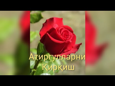 Видео: БОҒДА ЎСАДИГАН АТИРГУЛЛАРНИ ҚИРҚИШ