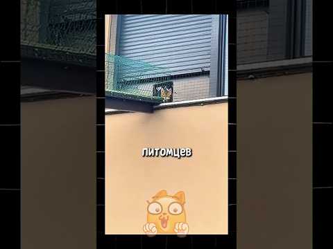 Видео: ОГРОМНЫЙ ВОЛЬЕР ДЛЯ КОТОВ