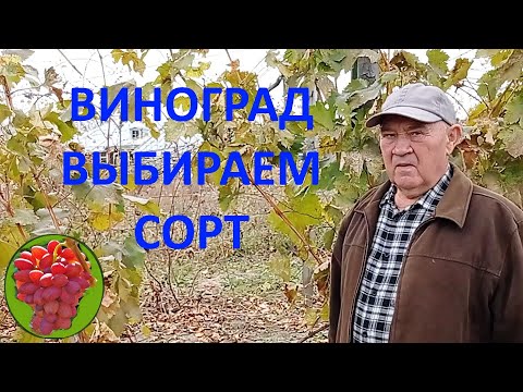 Видео: @Начинающему виноградарю  Выбор сорта винограда  Якушенко