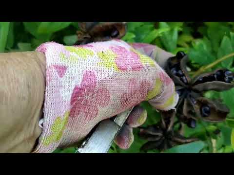 Видео: Купила бензини# косимо, робимо порядок в дворі.