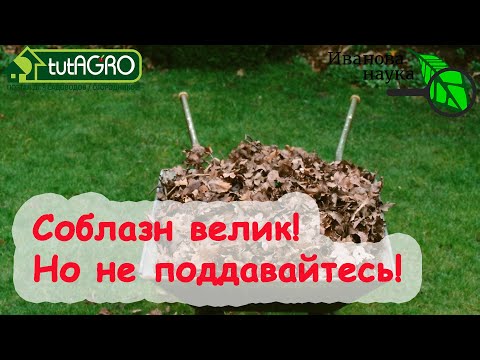 Видео: МУЛЬЧИРОВАТЬ или НЕТ НА ЗИМУ? Чем НЕЛЬЗЯ мульчировать на зиму. Листья, слизни и болезни.