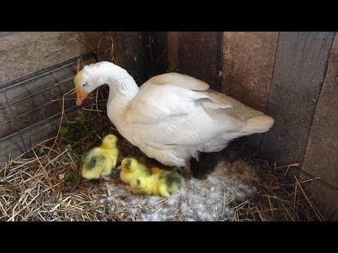 Видео: Первое кормление гусят с Матильдой!