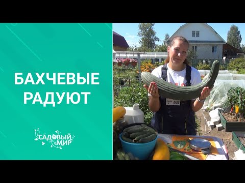 Видео: ОГУРЕЦ 4 кг ! Как мы вырастили армянский огурец со вкусом дыни. Что из него приготовить.Урожай 2020.