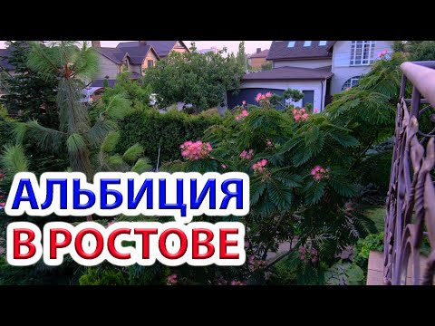 Видео: Альбиция в Ростове наш опыт выращивания.