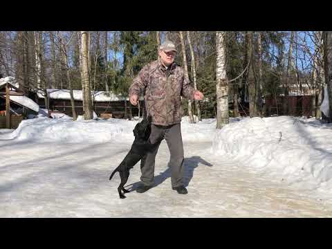 Видео: О дрессировке
