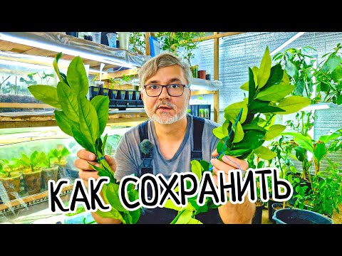 Видео: Как сохранить ЖИВЫМИ черенки лимона для прививки или укоренения? Как привезти из далеких стран!