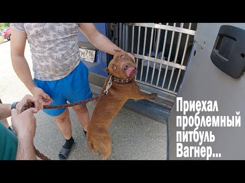 Видео: Питбуль Вагнер приехал ! Первая реакция опасного питбуля на меня !! Поведение во дворе где родился..