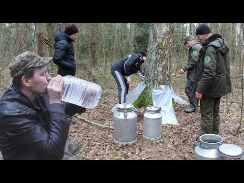 Видео: Как я собираю БЕРЁЗОВЫЙ СОК! Моя технология сбора.