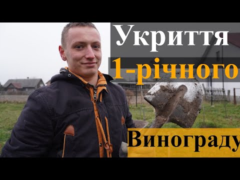 Видео: Укриття однорічного куща винограду. Найлегший і найнадійніший спосіб! Формування у перший рік.