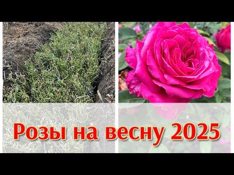 Видео: Розы на Весну 2025!!!