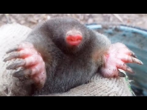 Видео: Живоловка на КРОТА. Как поймать КРОТА ?