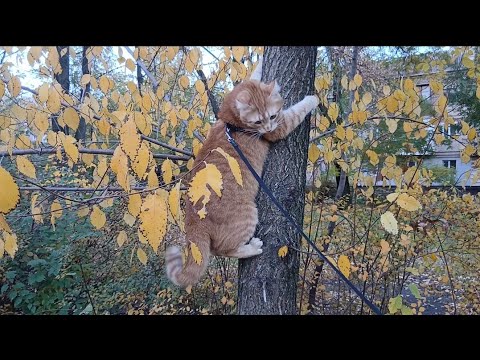 Видео: Рижулька на прогулянці. 25.10.25 року.