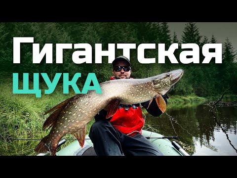 Видео: Гигантская щука! Поймали настоящий трофей в Архангельской области!