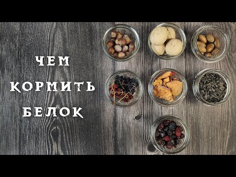 Видео: Чем кормить белок 🐿️ в парке 🌰