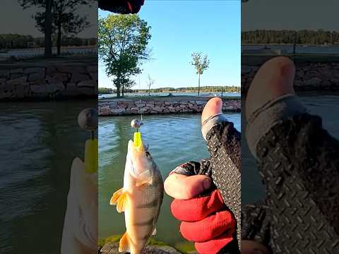 Видео: Как я хищника ищу #рыбалка #fishing