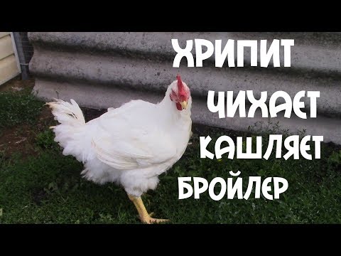 Видео: ПОЧЕМУ ХРИПЯТ, ЧИХАЮТ И КАШЛЯЮТ БРОЙЛЕРЫ. ЧТО ДЕЛАТЬ?