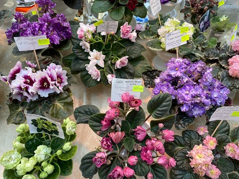 Видео: ВЫСТАВКА ФИАЛОК И НЕ ТОЛЬКО В САНКТ-ПЕТЕРБУРГЕ В КИРОВСКОМ УНИВЕРМАГЕ 19.07.2023