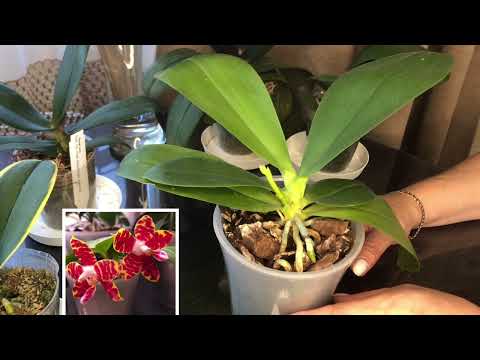 Видео: Орхидеи из Азии уход содержание и результаты