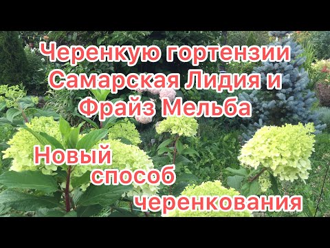 Видео: ЧЕРЕНКУЮ САМАРСКУЮ ЛИДИЮ И ФРАЙЗ МЕЛЬБА. Новый способ черенкования🌿🌱