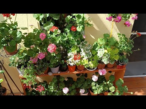 Видео: Солнечный день в садике с пеларгониями