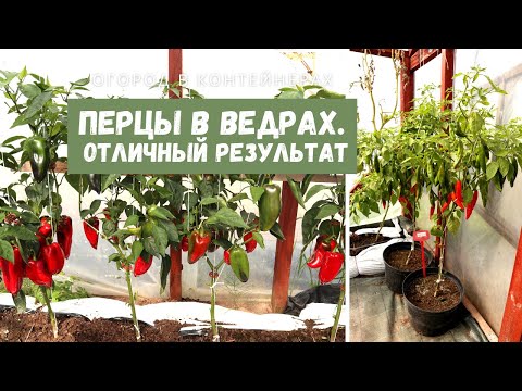 Видео: ВЕЛИКОЛЕПНЫЕ ПЕРЦЫ В ВЕДРАХ у коллекционера
