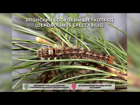 Видео: Японский сосновый шелкопряд (Dendrolimus spectabilis)