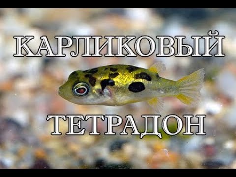 Видео: Карликовый тетрадон | содержание | аквариумистика БЕСТ ФИШ