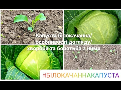 Видео: Як  вирощувати капусту,щоб був хороший урожай/хвороби капусти та способи боротьби з ними