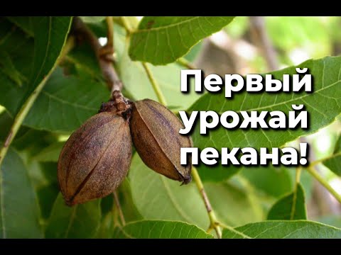 Видео: Первое цветение пекана Грин Ривер!!!