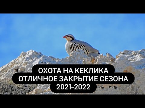 Видео: Охота на кеклика