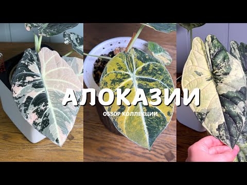 Видео: Моя коллекция АЛОКАЗИЙ 💚