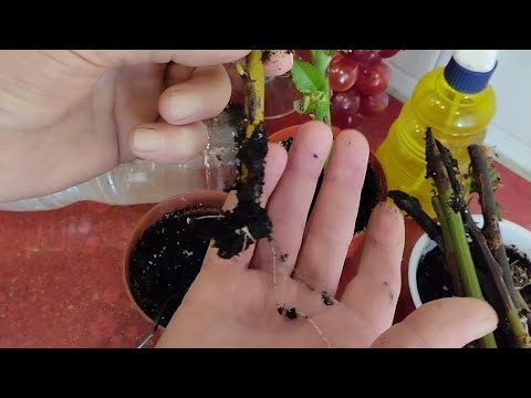 Видео: Вот и Корни!!! Черенкуем Розы дома!!!.