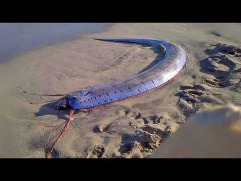 Видео: ЯПОНЦЫ УБЕГАЮТ, увидев эту рыбу! Вы НЕ ПОВЕРИТЕ, на что она способна!
