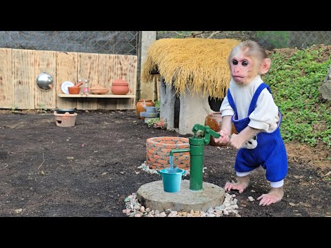 Видео: Реакция детёныша обезьяны Сюки, когда её семья построила ей новую игровую площадку