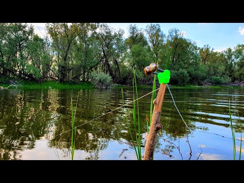 Видео: САЗАНЫ НА СТАРУЮ СНАСТЬ  УТАСКИВАЮТ СНАСТИ  рыбалка на сазана