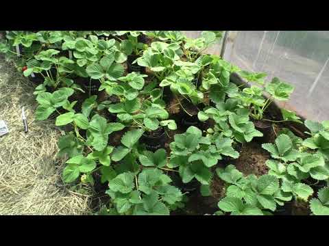 Видео: Выращивание клубники в теплице в горшках, получение ранней ягоды.