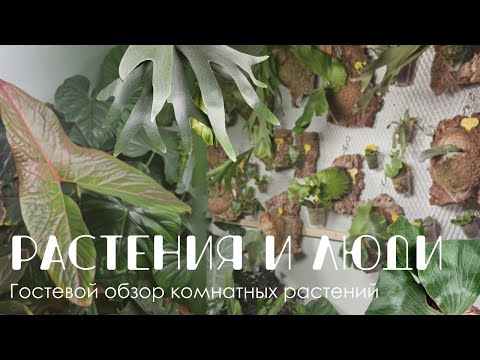Видео: Растения и люди: Коллекция платицериумов, папоротников, филодендронов и других растений Элины