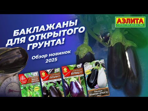 Видео: БАКЛАЖАНЫ для открытого грунта! Обзор новинок 2025 и проверенных сортов!