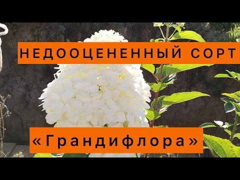 Видео: Гортензия «Грандифлора», НЕ ИГНОРИРУЙТЕ ЕЁ!