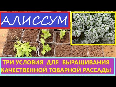 Видео: Пикирую Алиссум. Как  вырастить качественный алиссум? Есть нюансы и тонкости. Мой опыт выращивания.